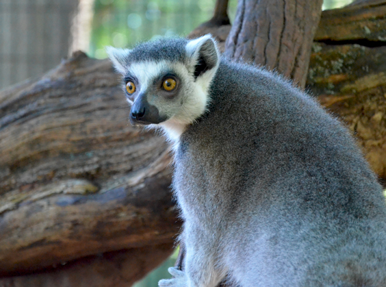 lemur2